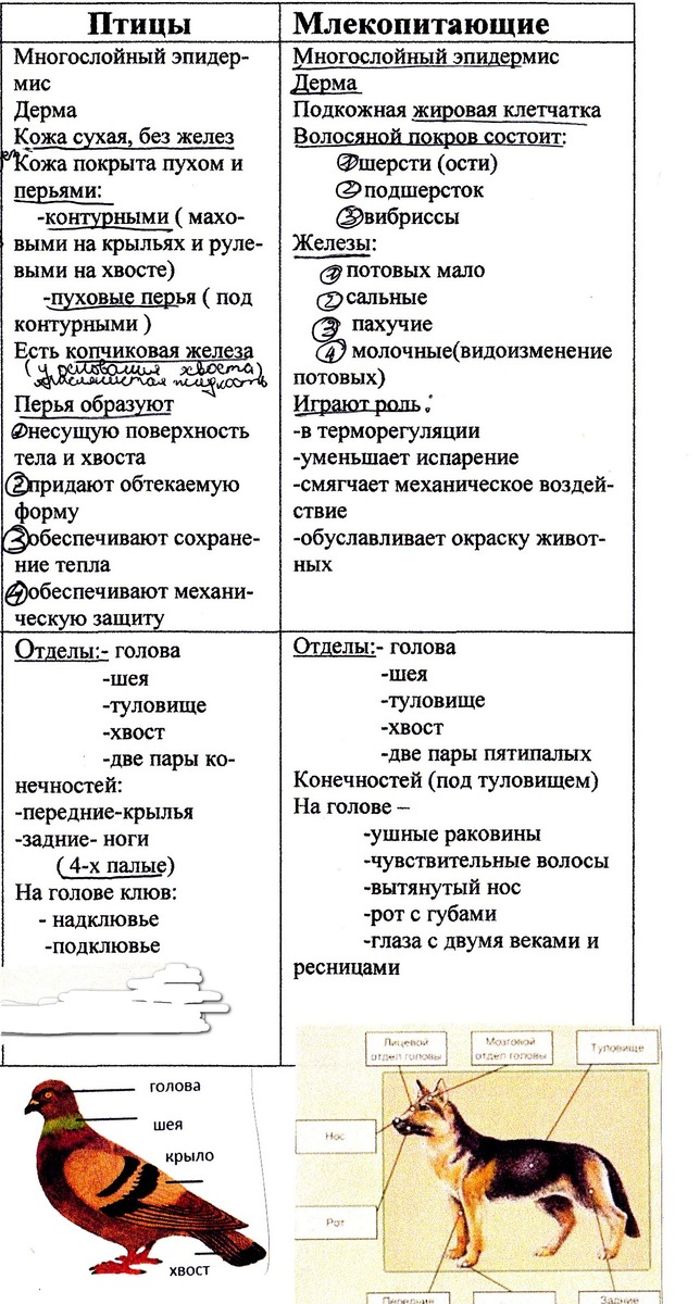 Каковы сходства между птицами и млекопитающими? - наука 2024