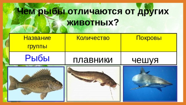 Отличие млекопитающих от других позвоночных животных