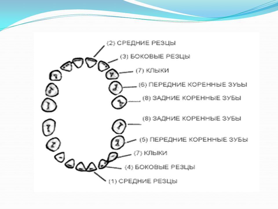 Моляры и премоляры: главные отличия и особенности