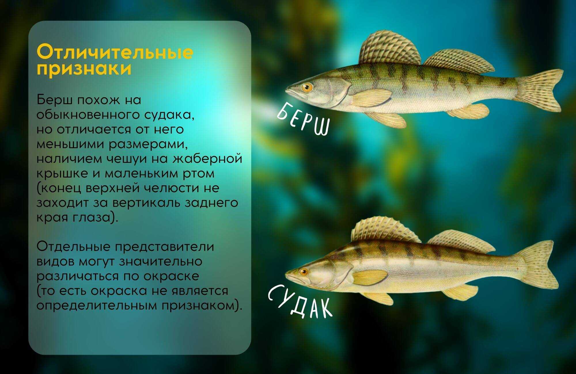 Берш: рыба берш фото и описание, нерест, способы ловли, образ жизни, приманки, прикормки