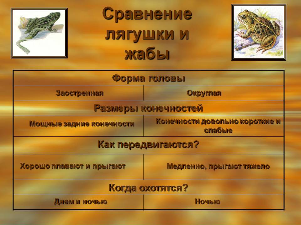 Лягушка и жаба: сходство и различие