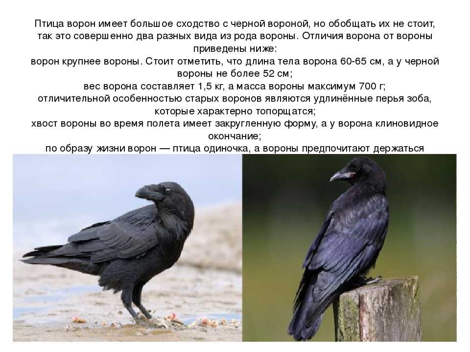 Ворон и ворона: основные отличия и сходства