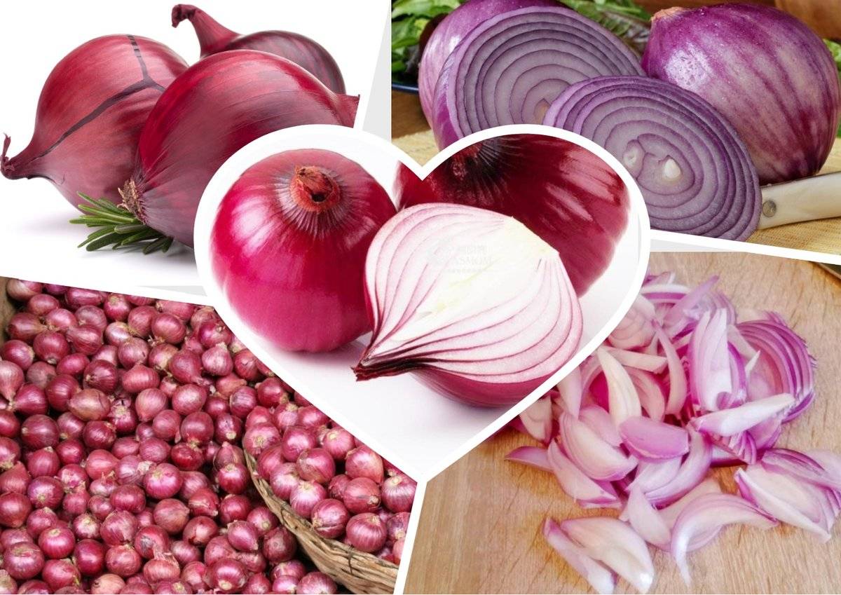 Белый, красный или обычный желтый лук: чем отличается по вкусу, пользе и принципам выращивания?