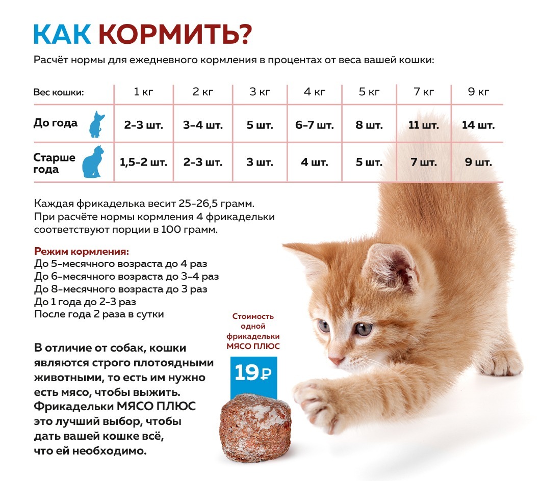 Чем кормить стерилизованную кошку - рекомендации кормления и полезные советы по составлению рациона