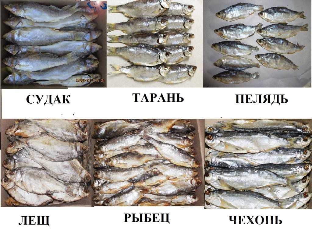 Вяленая рыба. рецепт в домашних условиях, польза и вред, фото