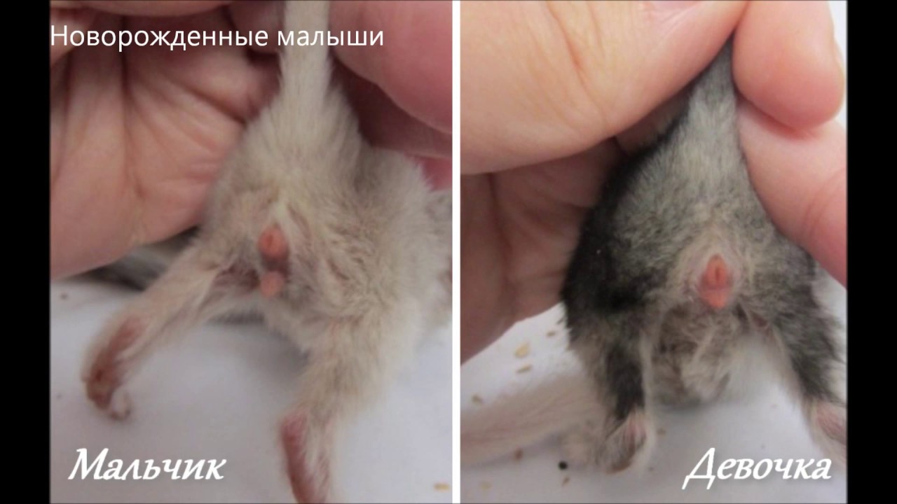 Как определить пол новорожденного или совсем маленького котенка и отличить кота от кошки в раннем возрасте?