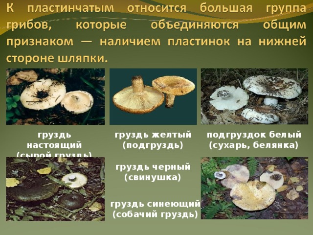 Грибы грузди: виды, польза и вред, фото. как отличить настоящий съедобный груздь от ложного, ядовитого? в каком лесу растут съедобные и ложные грузди, как они выглядят: фотографии, описание. когда собирают съедобные грибы грузди?