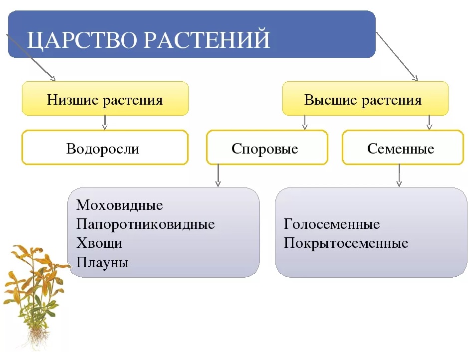 Урок 2: систематика органического мира - 100urokov.ru