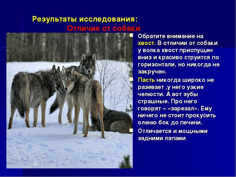 А вы знаете, как отличить волка от собаки? как отличить волка от собаки.