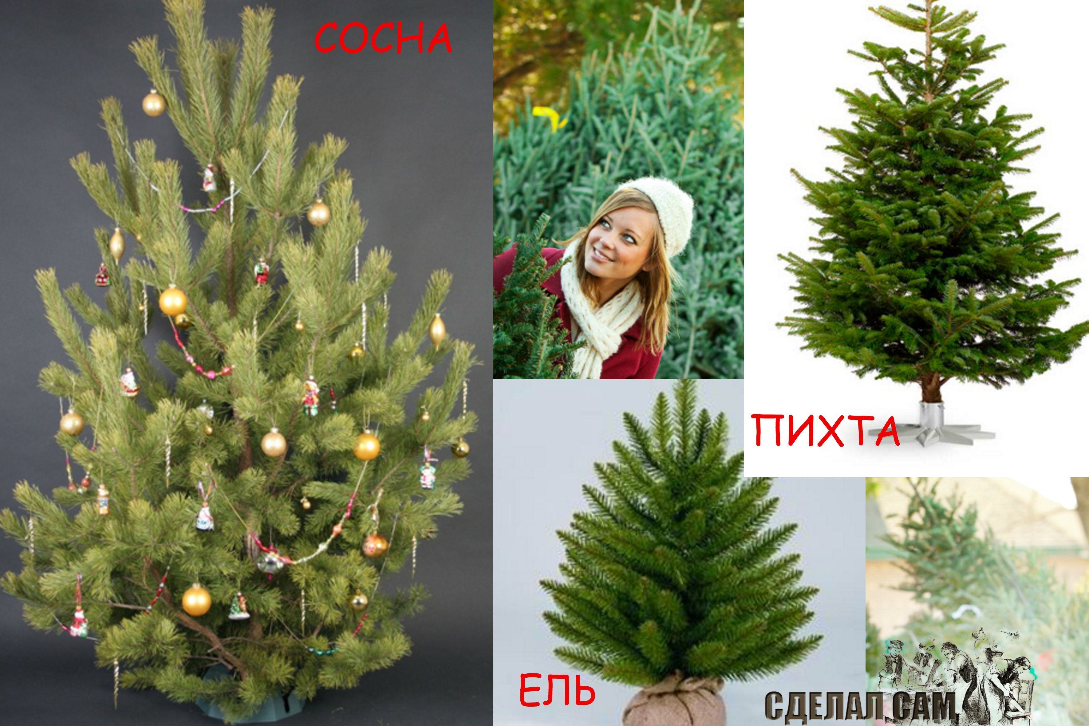 В чем разница между пихтой и елью - садоводство - 2024
