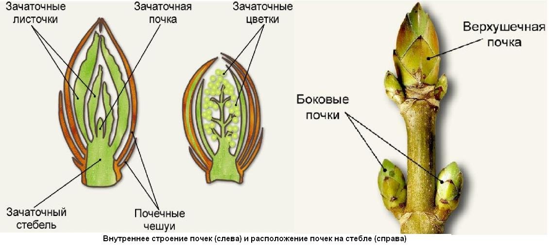 Побег и почка
