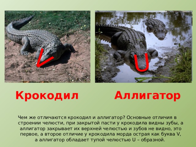 Аллигатор против крокодила: в чем разница?