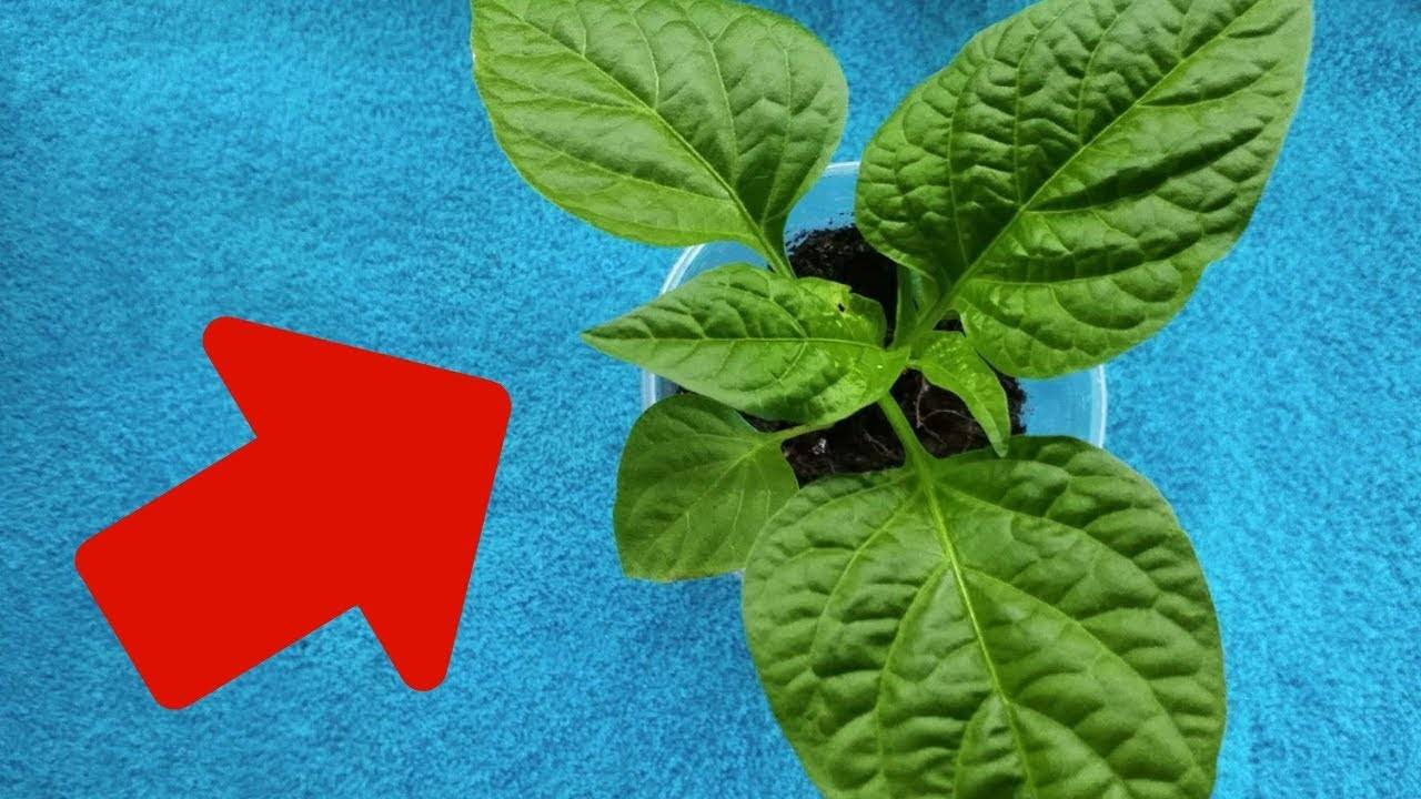 Как отличит рассаду горького перца и болгарского перца / асиенда.ру