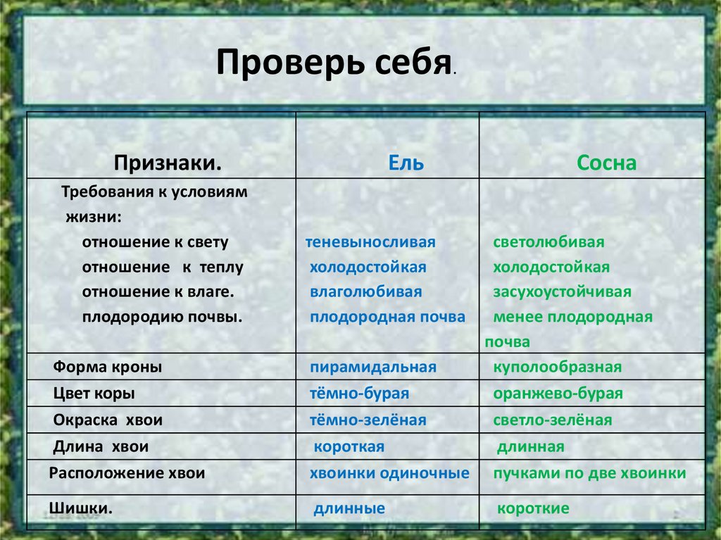 Отличие сосны от ели таблица. чем отличается ель от сосны? описание деревьев, виды и сорта
