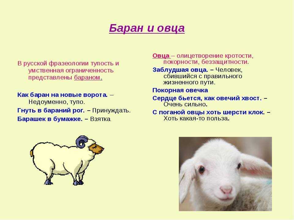 Разница между ягненком и овцой: интересные факты, которые вы должны знать