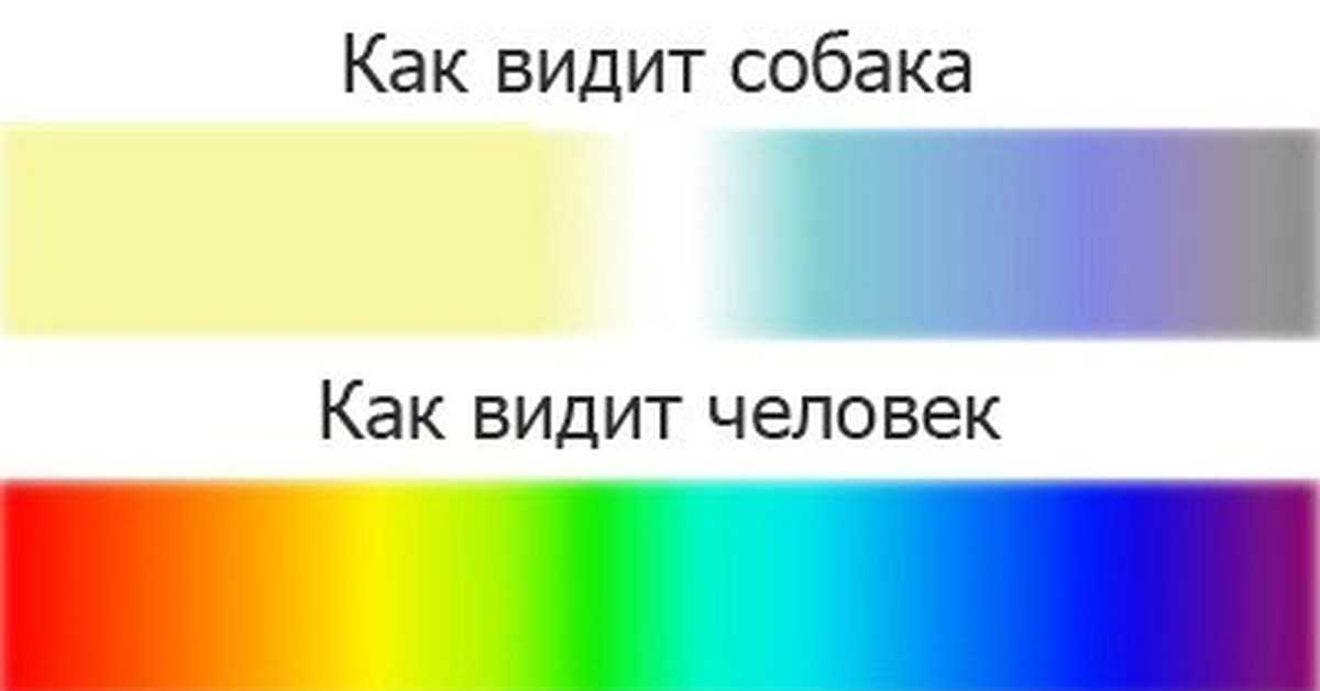 Различают ли собаки цвета: интересные факты и фото примеров, как видит цвета собака — женские советы