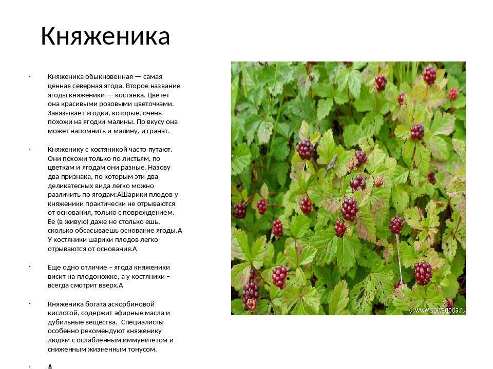 Виды плодов. более 40 штук