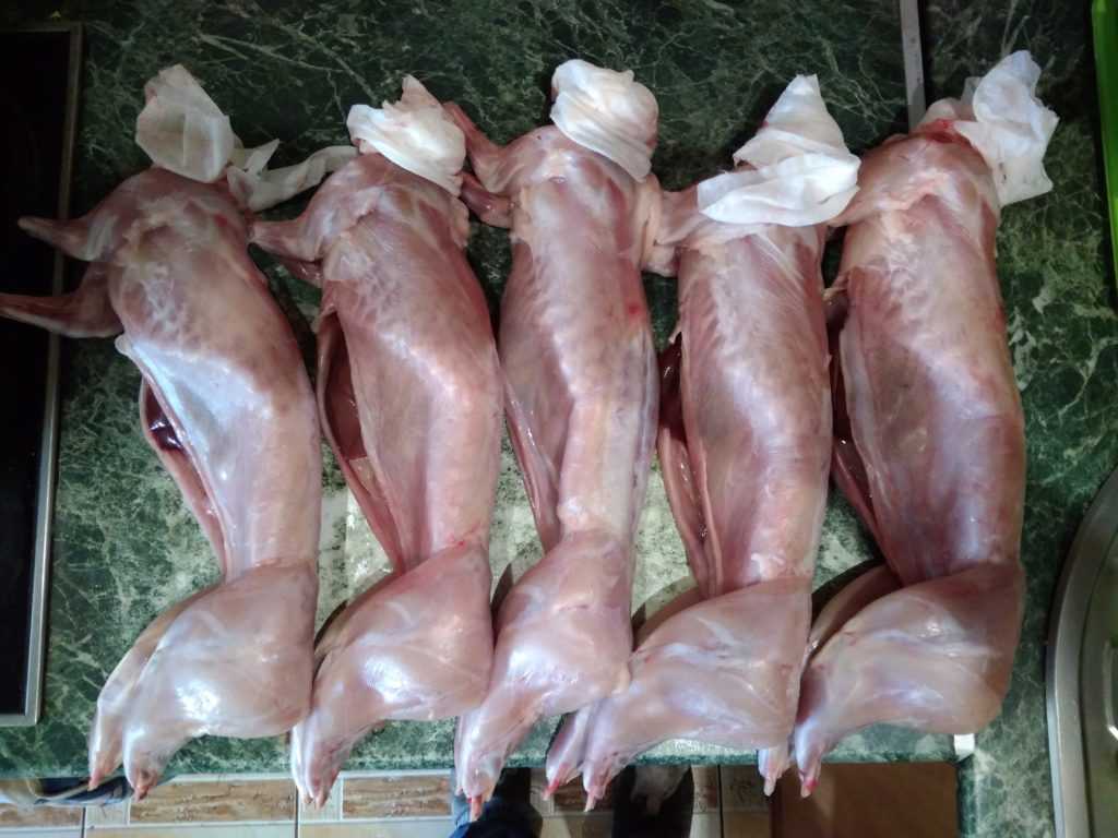 Чем заяц отличается от кролика: как отличить самостоятельно?