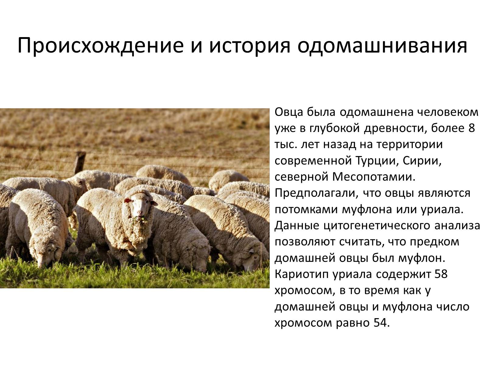 Что лучше на мясо баран или овца