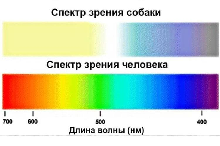 Как видят собаки окружающий мир: в темноте, цвета, людей
