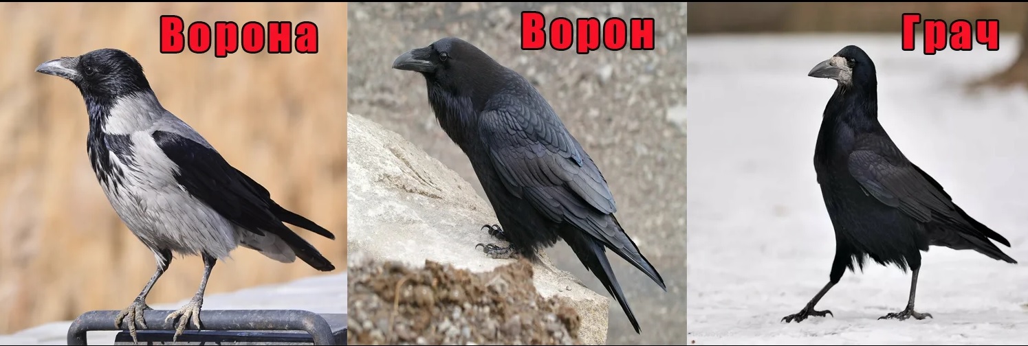 Raven vs crow: difference and comparison