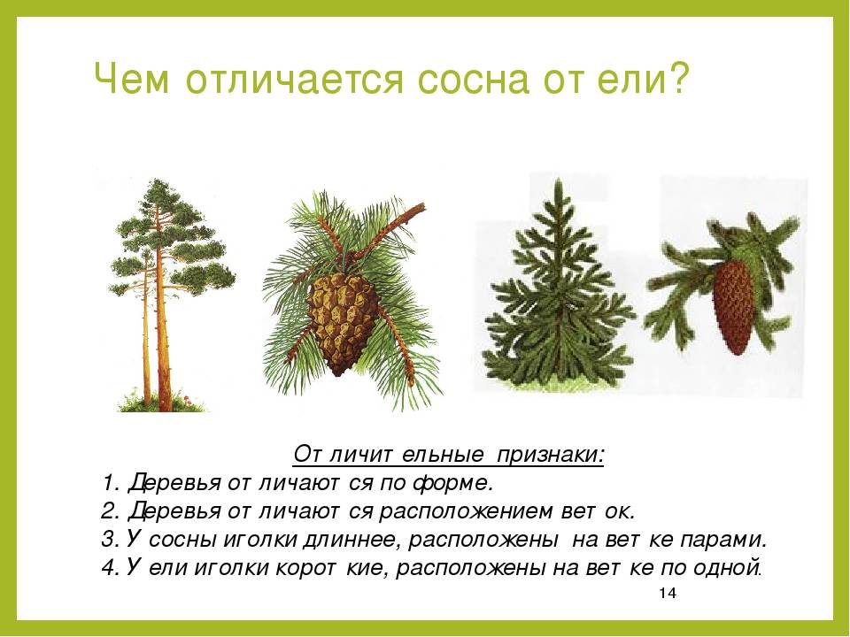 Отличия ели от сосны: по внешнему виду, шишек, формы хвои
