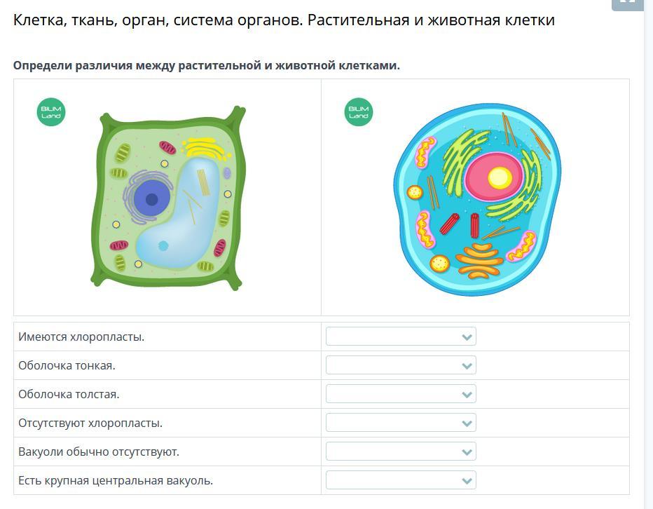 32. клетка как биологическая система
 читать 0 мин.