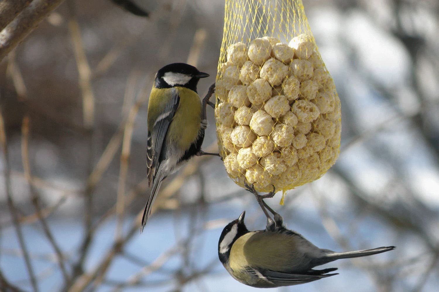 Чем кормить синичек осенью и зимой в кормушке: советы орнитолога — женские советы