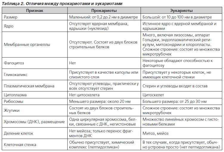 Прокариоты и эукариоты сходства и различия в строении клеток
