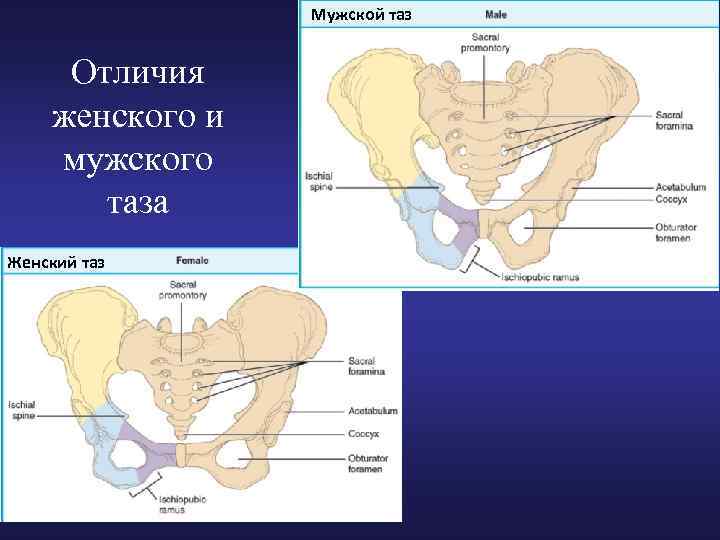 Анатомия женского таза