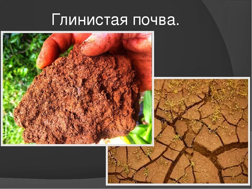 Что такое земля и почва: основные понятия и различия