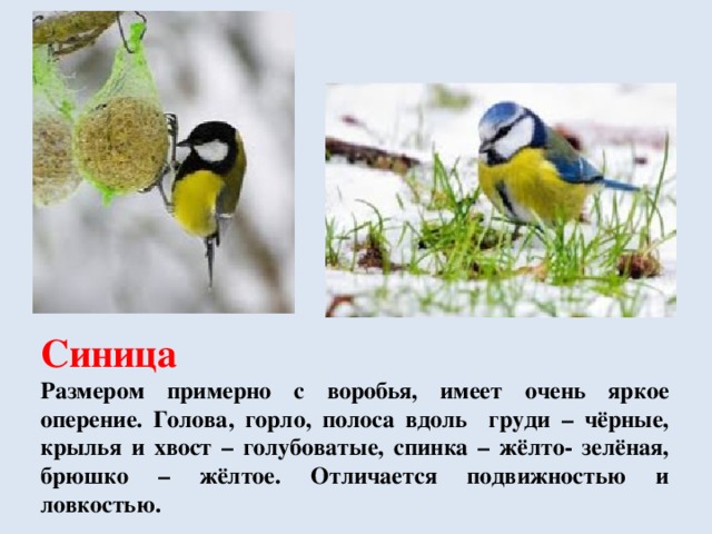 Птицы на кормушке и их поведение | иван шихалев