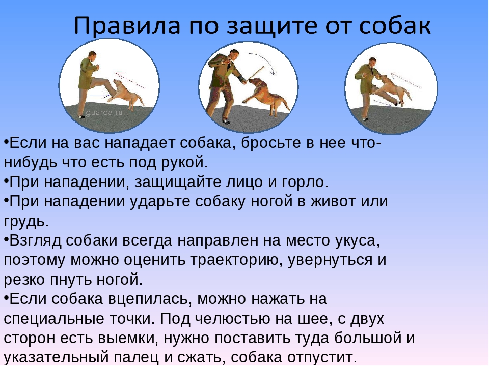 Как вести себя при нападении собаки - wikihow
