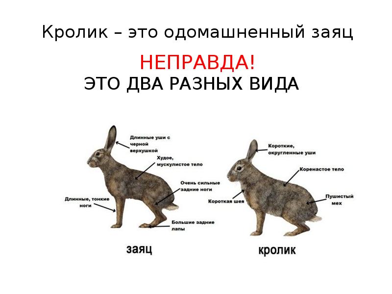 Чем заяц отличается от кролика?