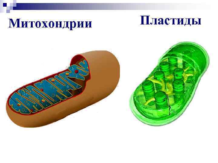 Строение и функции митохондрий. сходства и различия с хлоропластом