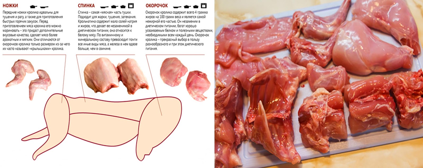 Чем тушка кролика отличается от тушки кошки: основные характеристики и сравнение