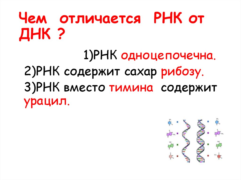 Днк и рнк: определение, различия, функции и многое другое ▷➡️ postposmo | постпост