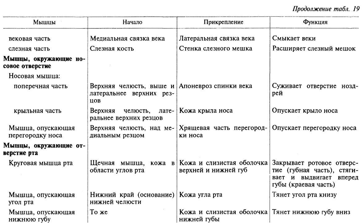 Анатомия мышц лица