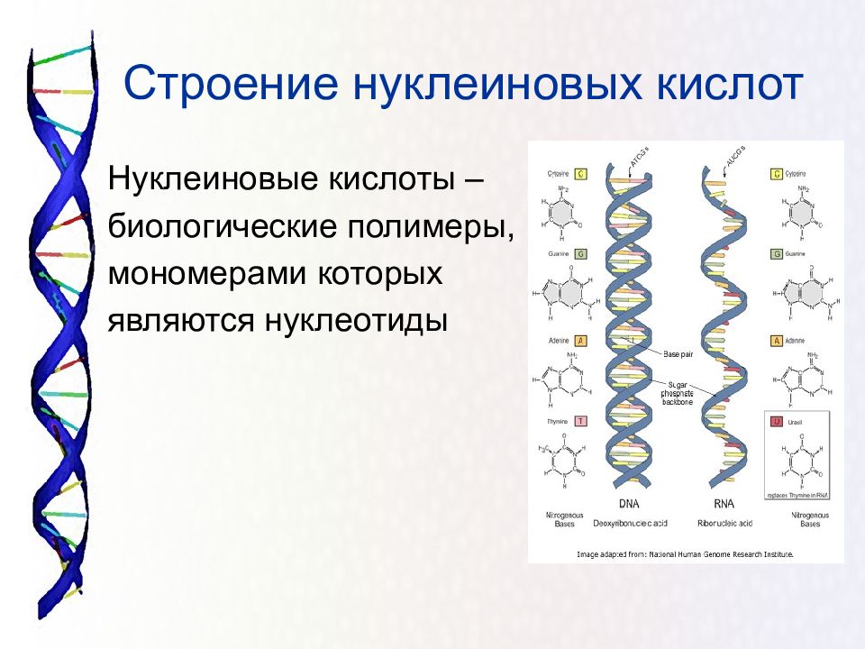 Органические вещества клетки 9 класс онлайн-подготовка на ростелеком лицей | тренажеры и разбор заданий