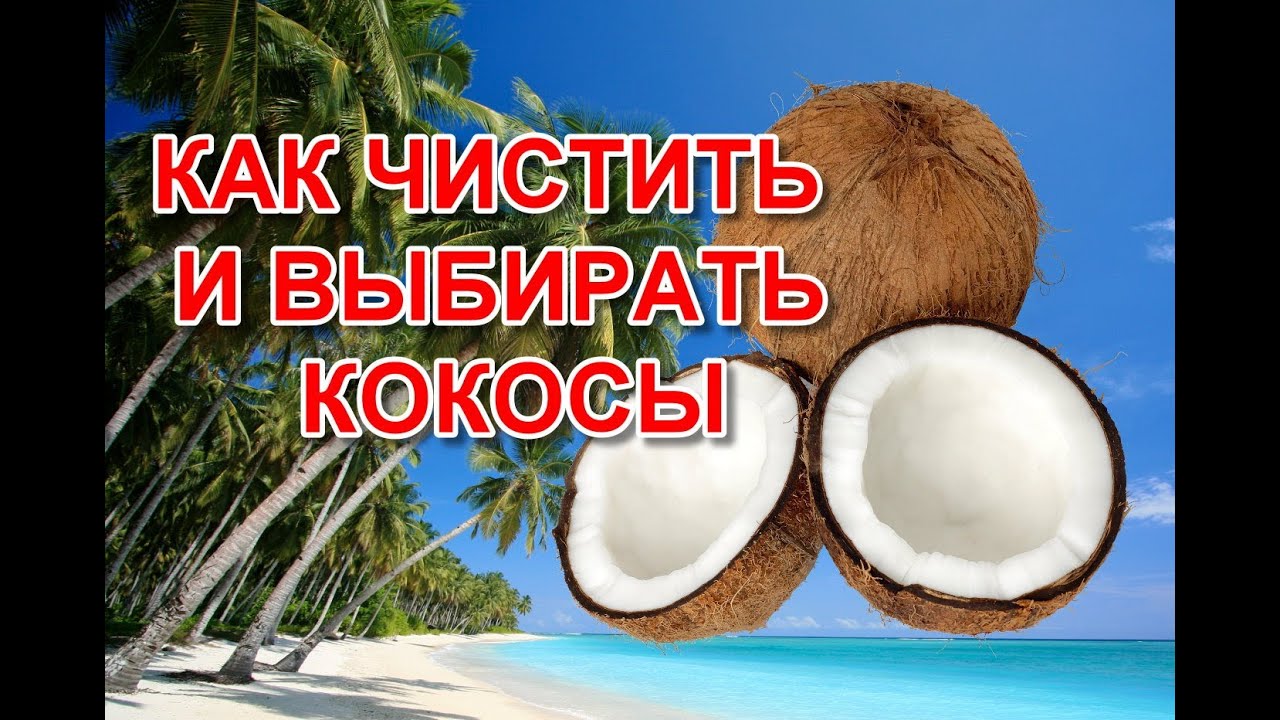 Кокосовый орех: главные факторы при выборе качественного плода. характерные повреждения ореха. какой кокос не стоит покупать.
