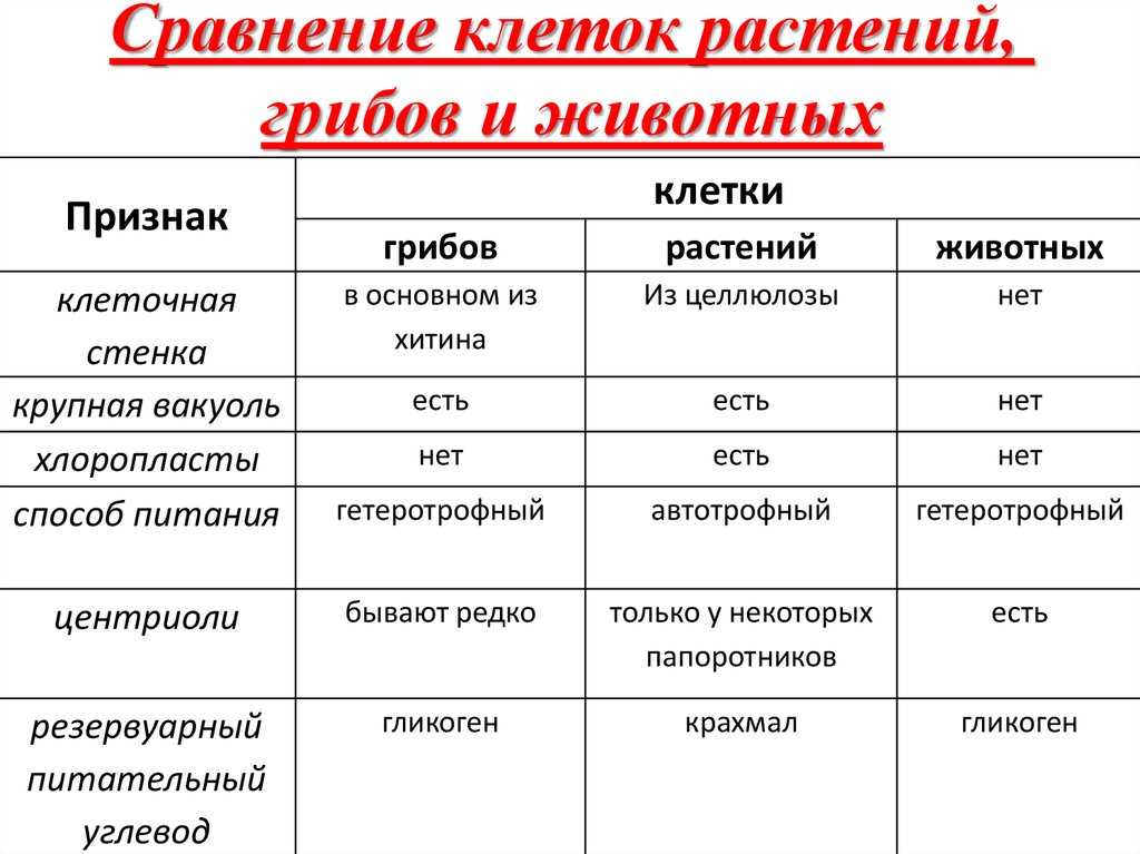 Чем похожи и чем отличаются растительные, животные и бактериальные клетки
