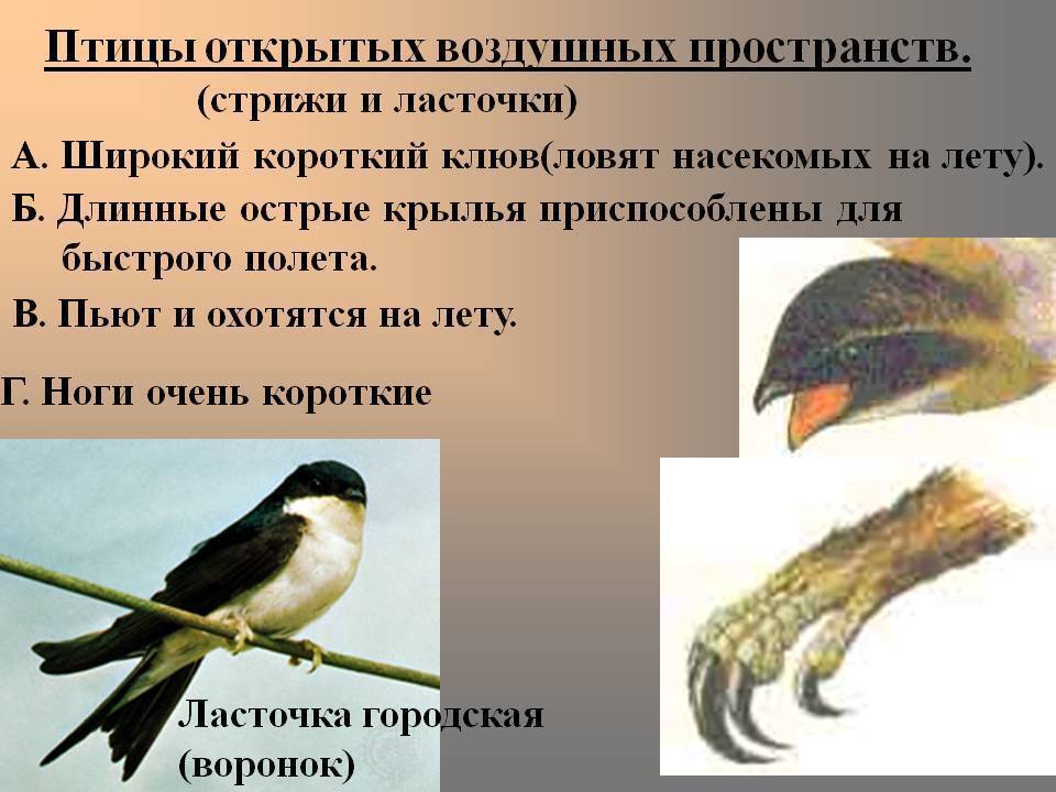 Отличия и сходства между ласточками и стрижами