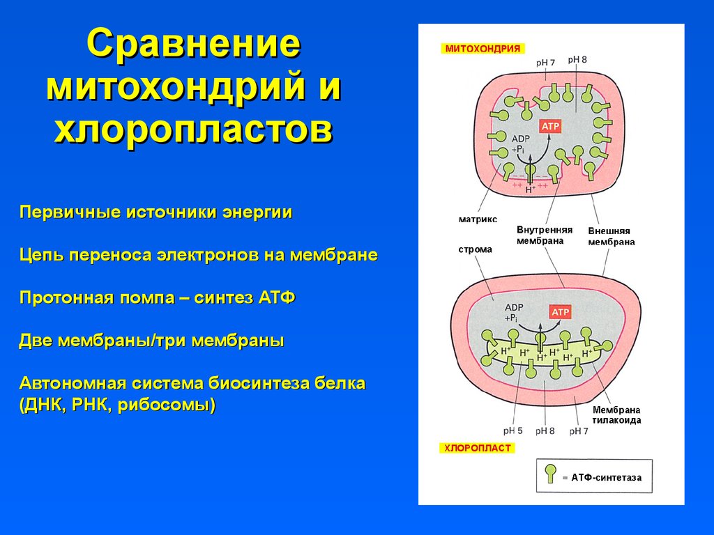 Сравнение хлоропластов и митохондрий. строение и функции митохондрий и пластид