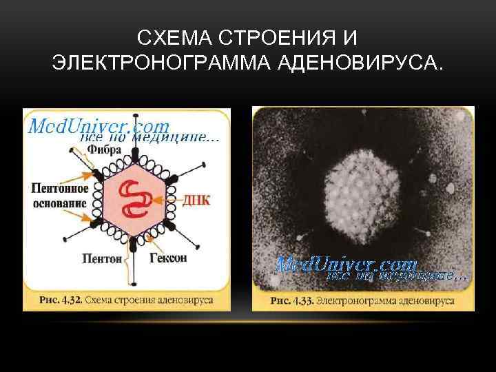 Что такое mrna (мрнк) вакцина от коронавируса и как она работает?
