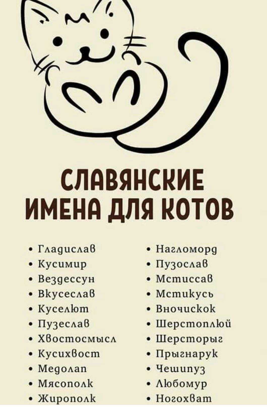 Имена для котов и кошек: список красивых, легких, популярных, современных, редких кличек