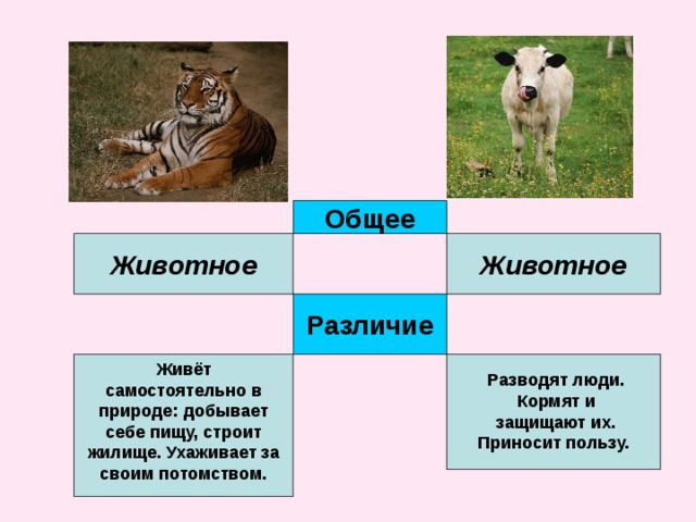 Дикие и домашние животные их отличия