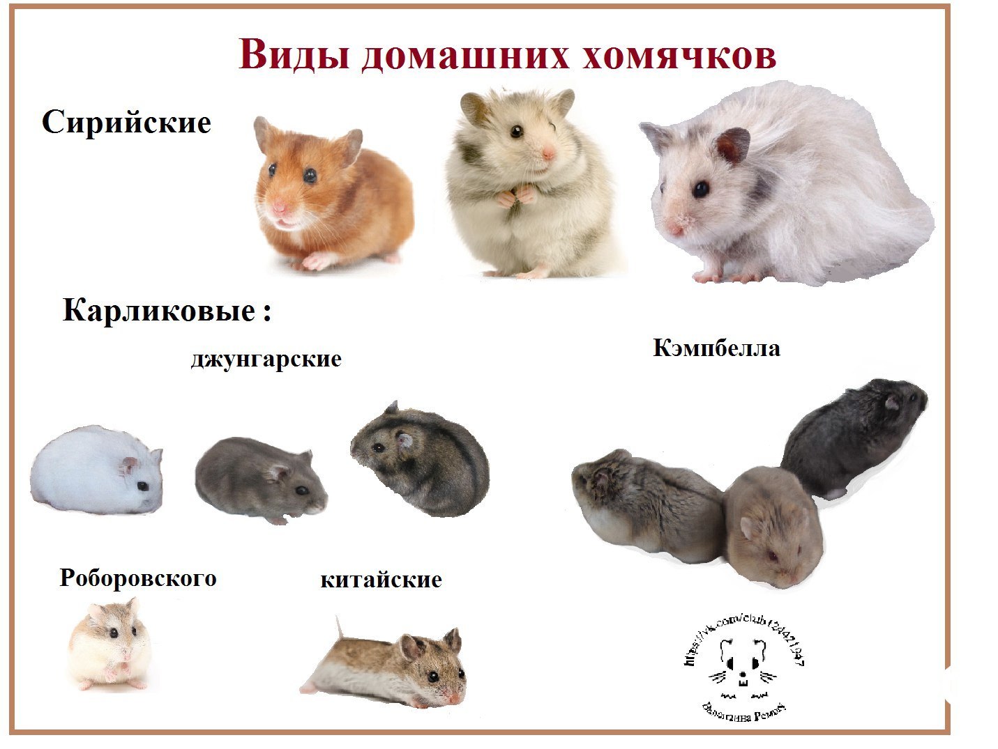 Как отличить хомяка мальчика от девочки джунгарских: способы определения пола