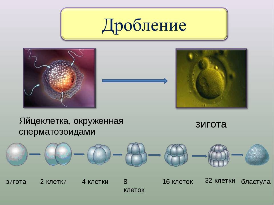 Биология