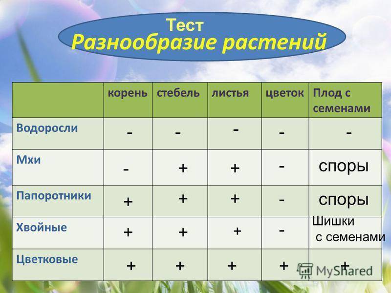 Основные отделы растений. особенности строения и жизнедеятельности. | егэ по биологии, подготовка от экзамера