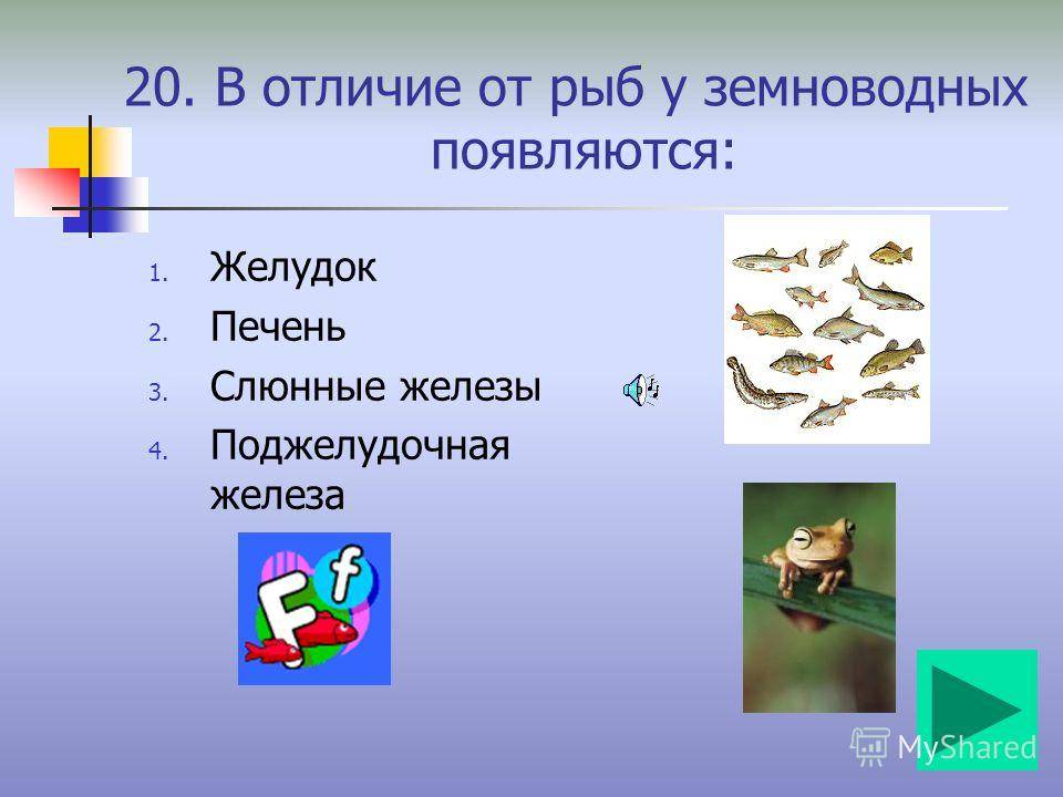Развитие рыб земноводных. разница между земноводными и рыбами